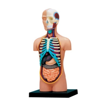 Анатомическая модель человеческого Туловища Модель человеческого тела со Съемными органами Отличный подарок для Медсестры, Врача, Студентов-медиков D5QC