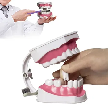 Обучение модели зубов с зубной щеткой, Стоматологический техник, Практикующий стоматолог, Изучение моделей Typodont